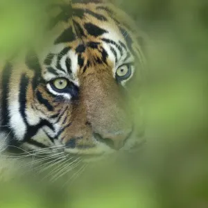 RF - Sumatran tiger (Panthera tigris sondaica) portrait. Captive, occurs in Sumtra RF - Sumatran tiger (Panthera tigris sondaica) portrait. Captive, occurs in Sumtra