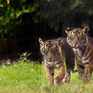 RF- Sumatran tiger (Panthera tigris sumatrae) with cub, aged four months, captive