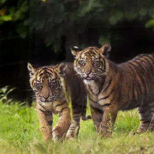 Sumatran Tiger with Cub Print Sumatran Tiger with Cub Print
