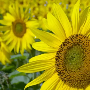 Colours Collection: Yellow