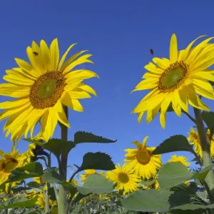 Sunflowers in Bloom Print - Norfolk, England Sunflowers in Bloom Print - Norfolk, England