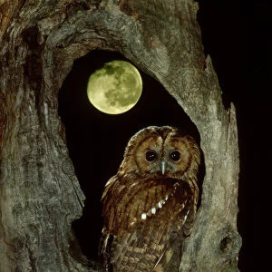 RF- Tawny owl with moon behind (Strix aluco), UK
