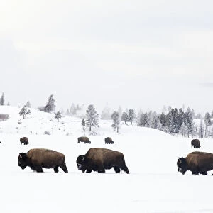 RF -Three Bison (Bison bison) walking through snow with herd feeding in background