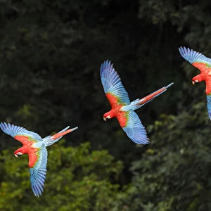 RF -Three colourful Red-and-green macaws (Ara chloropterus) in flight over forest canopy