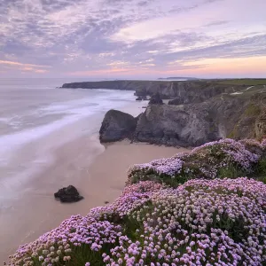 RF - Thrift (Armeria maritima) flowering on cliff top with beach below, at sunset. Bedruthan Steps, North Cornwall, England, UK. May 2019. (This image may be licensed either as rights managed or royalty free. ) RF - Thrift (Armeria maritima) flowering on cliff top with beach below, at sunset. Bedruthan Steps, North Cornwall, England, UK. May 2019. (This image may be licensed either as rights managed or royalty free. )