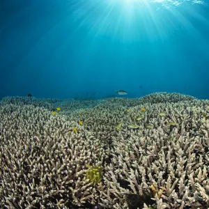 RF - Titan triggerfish (Balistoides viridescens) swimming over hard coral (Acropora sp