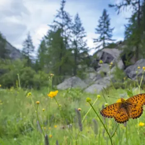 RF - Titanias fritillary butterfly (Boloria titania) in mountain alpine meadow habitat RF - Titanias fritillary butterfly (Boloria titania) in mountain alpine meadow habitat