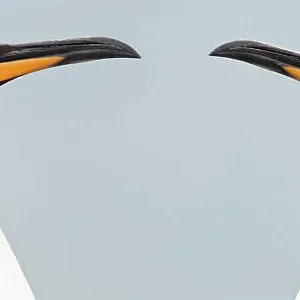 RF -Two King penguins (Aptenodytes patagonicus) head to head, South Georgia, South Atlantic. (digitally stitched image) (This image may be licensed either as rights managed or royalty free.) RF -Two King penguins (Aptenodytes patagonicus) head to head, South Georgia, South Atlantic. (digitally stitched image) (This image may be licensed either as rights managed or royalty free.)