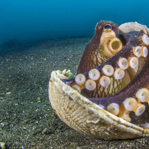 RF - Veined octopus (Amphioctopus marginatus) sheltering in an old clam shell on the