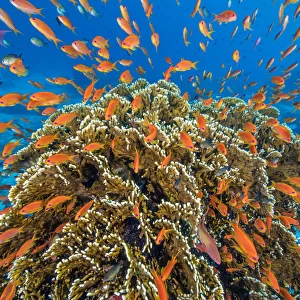 RF - A vibrant Red Sea coral reef scene, with orange female Scalefin anthias fish