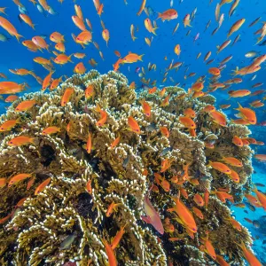 RF - A vibrant Red Sea coral reef scene, with orange female Scalefin anthias fish