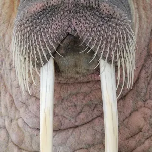 RF- Walrus (Odobenus rosmaris) close up head portrait, Svalbard, Norway RF- Walrus (Odobenus rosmaris) close up head portrait, Svalbard, Norway