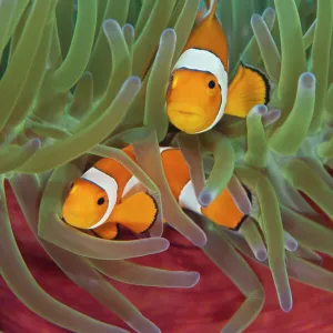 RF- Western clownfish (Amphiprion oceallaris) in Magnificent sea anemone (Heteractis magnifica)