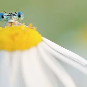 RF - White-legged damselfly (Platycnemis pennipes) peering over Oxeye daisy (Leucanthemum vulgare) flower. The Netherlands. August. (This image may be licensed either as rights managed or royalty free.)