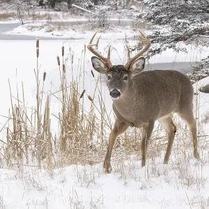 RF - White-tailed deer (Odocoileus virginianus) buck walking in snow, Acadia National Park, Maine, USA. December