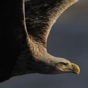 RF- White tailed sea eagle (Haliaeetus albicilla) in flight, Flatanger, Norway, June