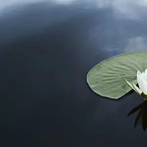RF- White water lily (Nymphaea alba) on calm water, Danube delta rewilding area, Romania