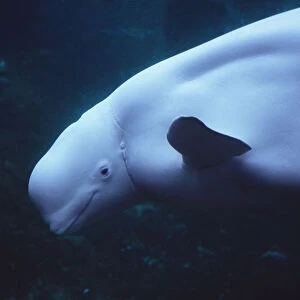 RF- White whale / Beluga (Delphinapterus leucas), head portrait