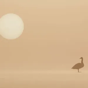 Whooper Swan Print: Frozen Loch Scene at Dawn Whooper Swan Print: Frozen Loch Scene at Dawn