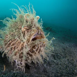 RF- Wide angle portrait of Hairy frogfish (Antennarius striatus) waiting to ambush