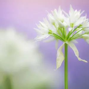Wild Garlic Flower Print, Lanhydrock Woodland Wild Garlic Flower Print, Lanhydrock Woodland