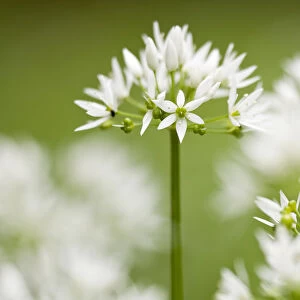 RF- Wild garlic / Ramsons (Allium ursinum) flowering in woodland, Cornwall, England