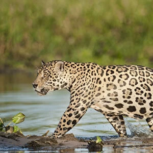RF- Wild male Jaguar (Panthera onca palustris) running through shallows of backwater