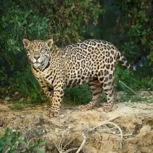 RF- Wild male Jaguar (Panthera onca palustris) along the bank of the Cuiaba River RF- Wild male Jaguar (Panthera onca palustris) along the bank of the Cuiaba River