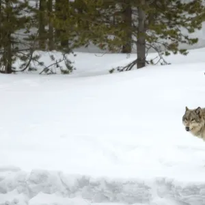 RF - Wolf (Canis lupus) walking in snow. Yellowstone National Park, USA. February