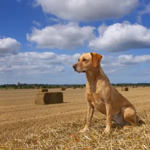 RF- Yellow Labrador retriever sitting in cornfield, UK, August RF- Yellow Labrador retriever sitting in cornfield, UK, August