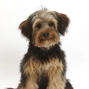 Dog Breeds Cocker Yorkie Mix Six-month-old Yorkipoo Puppy Art
