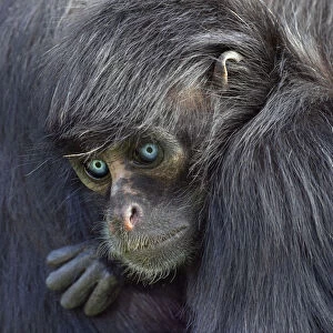 RF - Young Black headed spider monkey (Ateles fusciceps) with blue eyes, captive