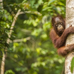 RF - Young Bornean orangutan (Pongo pygmaeus) in tree. Tanjung Puting National Park