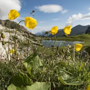 Rhaetian poppy print from the Dolomites Rhaetian poppy print from the Dolomites