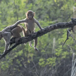 Rhesus macaque (Macaca mulatta), juveniles playing in tree, Keoladeo NP, Bharatpur, India