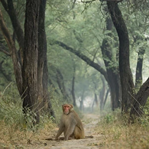 Rhesus macaque (Macaca mulatta) sitting on track in Keoladeo Ghana / Bharatpur NP