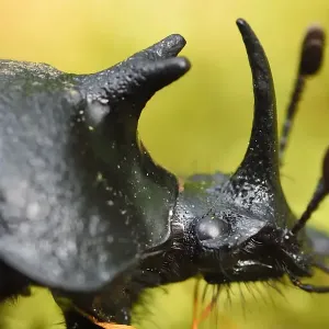Rhinoceros beetle, (Oryctes sp) on a moss covered tree trunk, Tangjiahe National Nature Reserve Rhinoceros beetle, (Oryctes sp) on a moss covered tree trunk, Tangjiahe National Nature Reserve