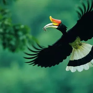 Rhinoceros hornbill in flight, carrying mouse prey Rhinoceros hornbill in flight, carrying mouse prey