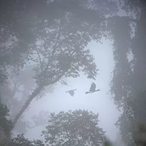 Rhinoceros hornbills (Buceros rhinoceros) pair flying over the canopy with mist hanging