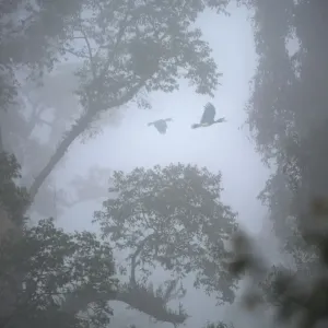 Rhinoceros hornbills in flight over Dipterocarp rainforest Print Rhinoceros hornbills in flight over Dipterocarp rainforest Print