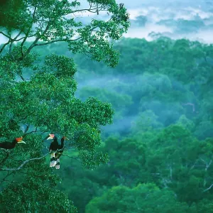 Three Rhinoceros hornbills (Buceros rhinoceros) perched high in tree canopy with lowland rainforest below, Gunung Palung National Park, Borneo, Indonesia Three Rhinoceros hornbills (Buceros rhinoceros) perched high in tree canopy with lowland rainforest below, Gunung Palung National Park, Borneo, Indonesia