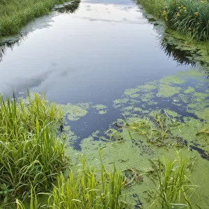 Rhyne (drainage ditch) on Butleigh Moor, Somerset Levels, Somerset, England, UK