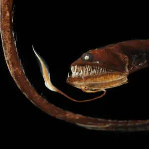 Ribbon sawtail fish (Idiacanthus fasciola) from Atlantic Ocean, at a depth of 800-1000m