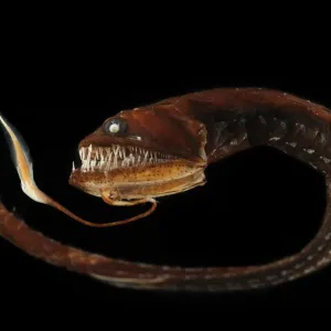 Ribbon Sawtail Fish Print