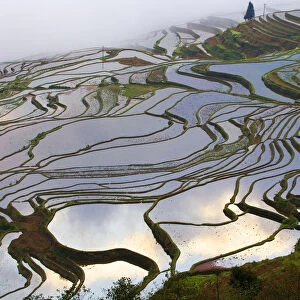 Rice terraces at sunrise, near Duoyishu village, Yunnan Province, China