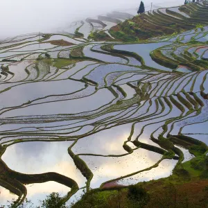 Rice Terraces Print at Sunrise Rice Terraces Print at Sunrise