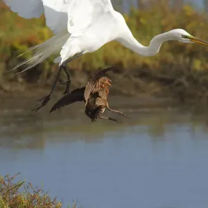 Ridgeways rail (Rallus obsoletus levipes) attacks a Great egret (Ardea alba Ridgeways rail (Rallus obsoletus levipes) attacks a Great egret (Ardea alba