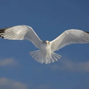 Ring-billed gull (Larus delawarensis), adult in flight, New York, USA Ring-billed gull (Larus delawarensis), adult in flight, New York, USA