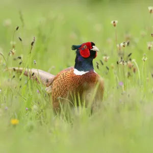 Ring-necked pheasant (Phasianus colchicus) cock in wild flower meadow. Suffolk, UK. May