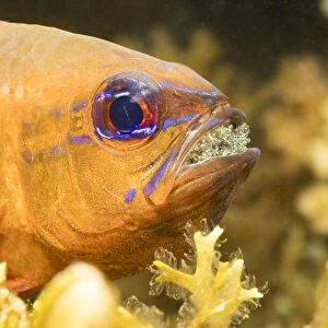 Ring-tailed cardinalfish (Ostorhinchus aureus), male protecting and incubating eggs in mouth